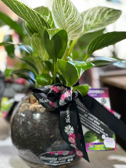 buy philodendron online australia Philodendron | Plant Gifts Toowoomba