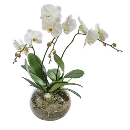 Plants