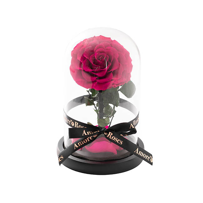Amore Forever Rose Single Stem Cloche Hot Pink Blooming Gorgeous
