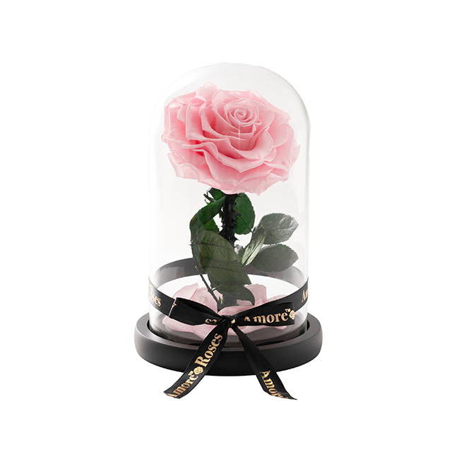 Amore Forever Rose Single Stem Cloche Pink Blooming Gorgeous