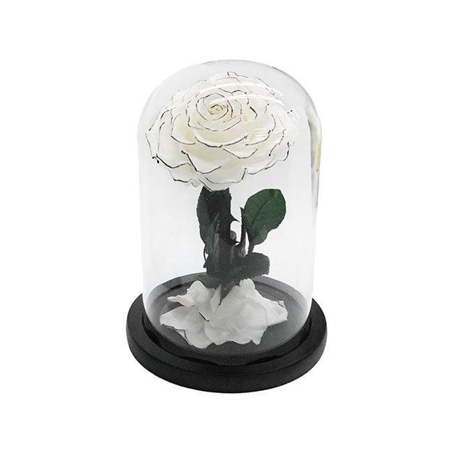 Amore Forever Rose Single Stem Cloche White Blooming Gorgeous