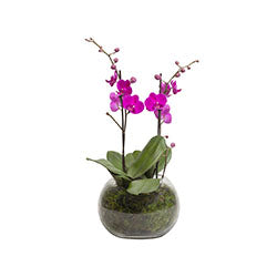Aquarius - Purple Indoor Plant on white background product picture