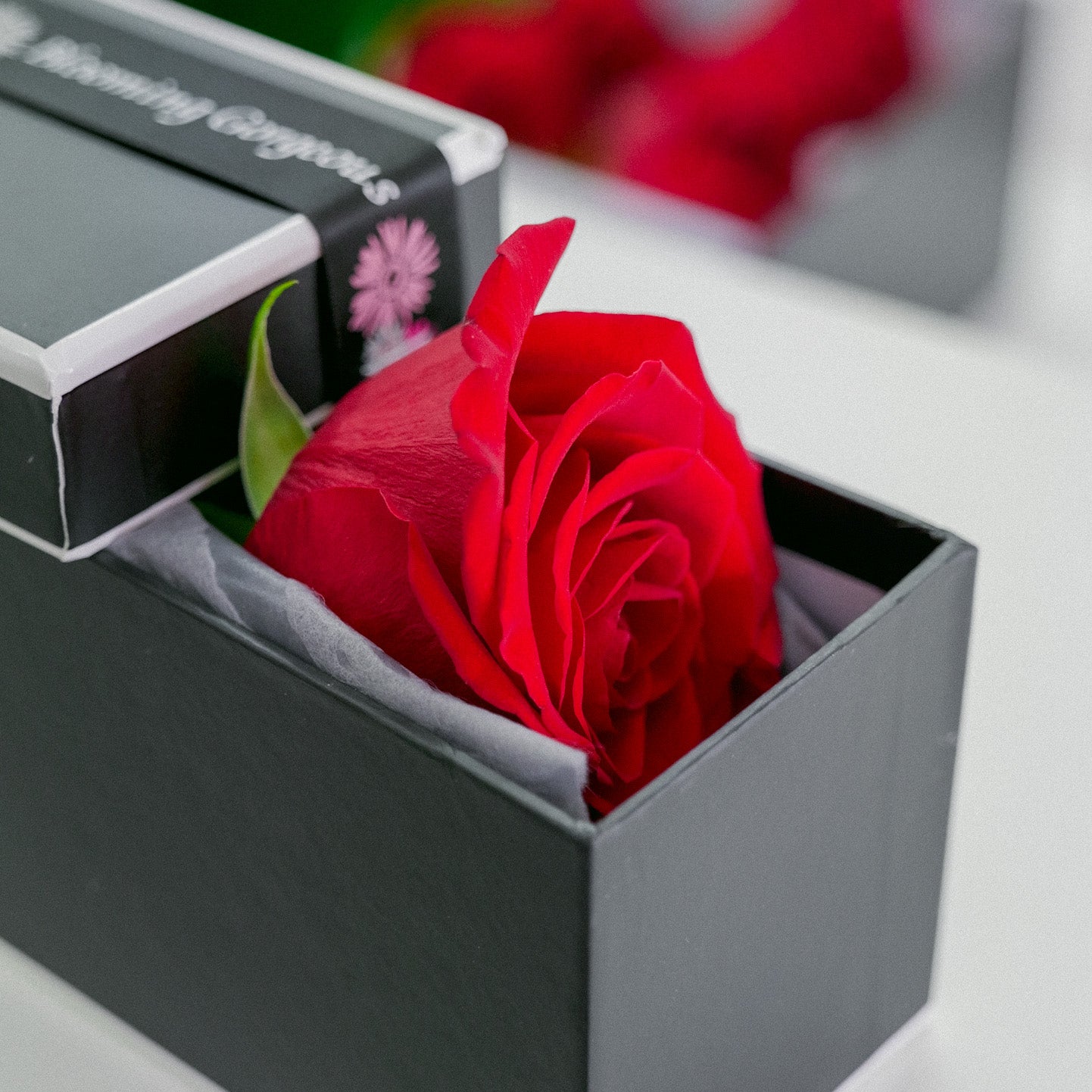 First Kiss 1 Red Roses Blooming Gorgeous