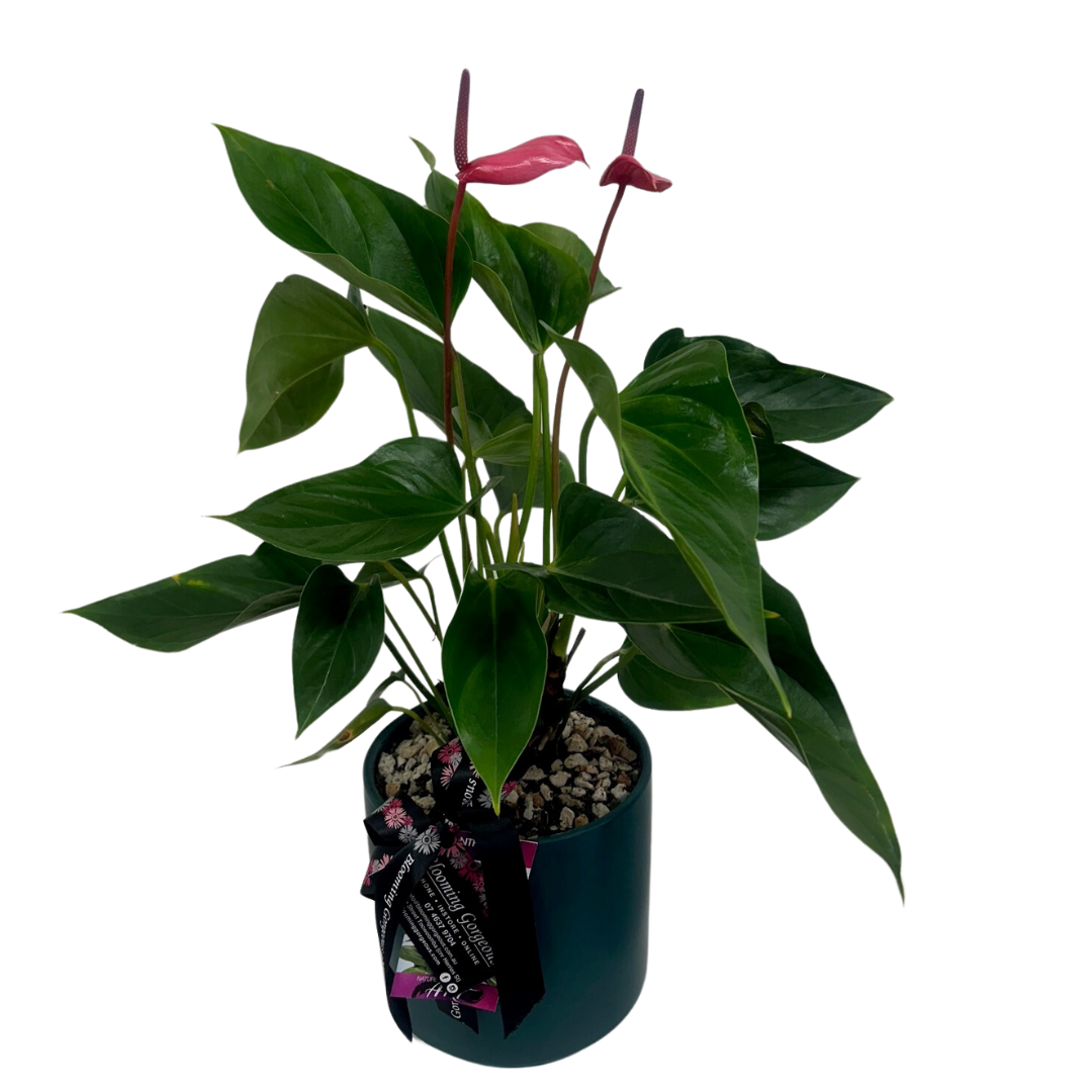 Anthurium plant product picture  white background black pot