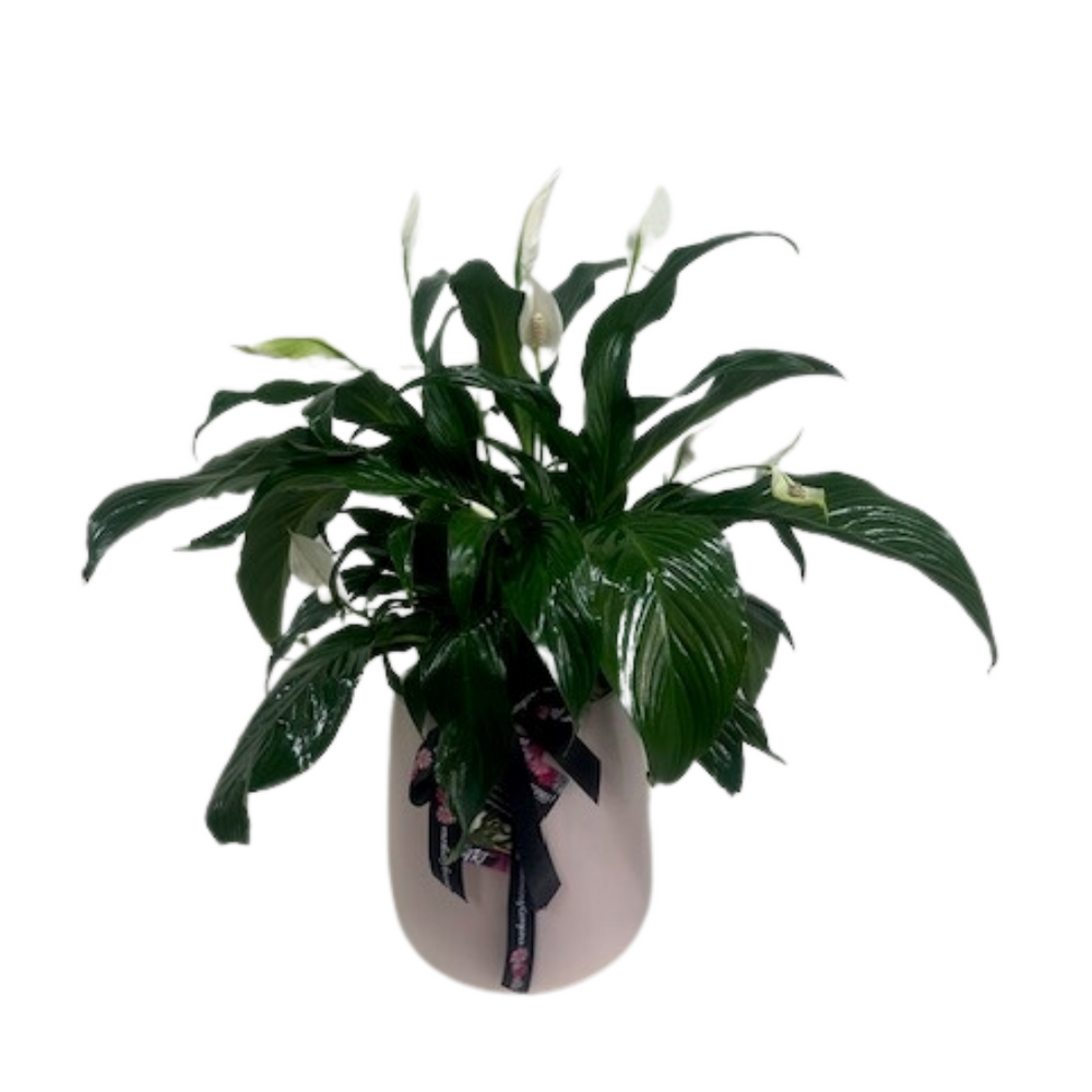 
                  
                    Peace Lilly - Spathiphyllum
                  
                