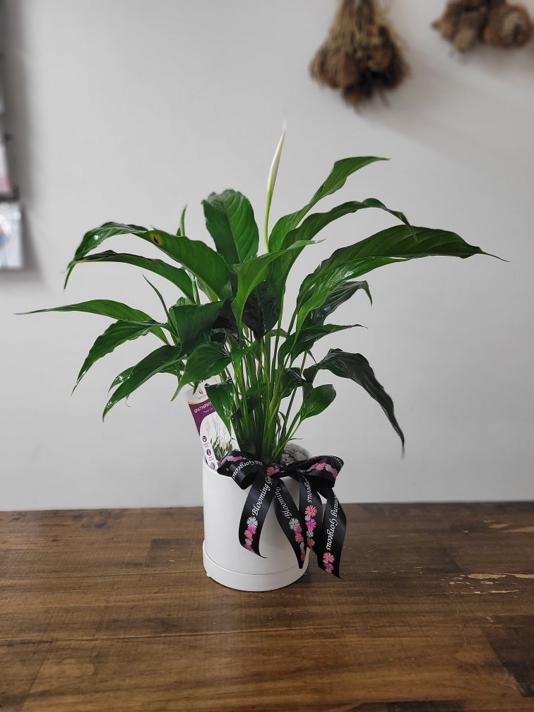
                  
                    Peace Lilly - Spathiphyllum
                  
                