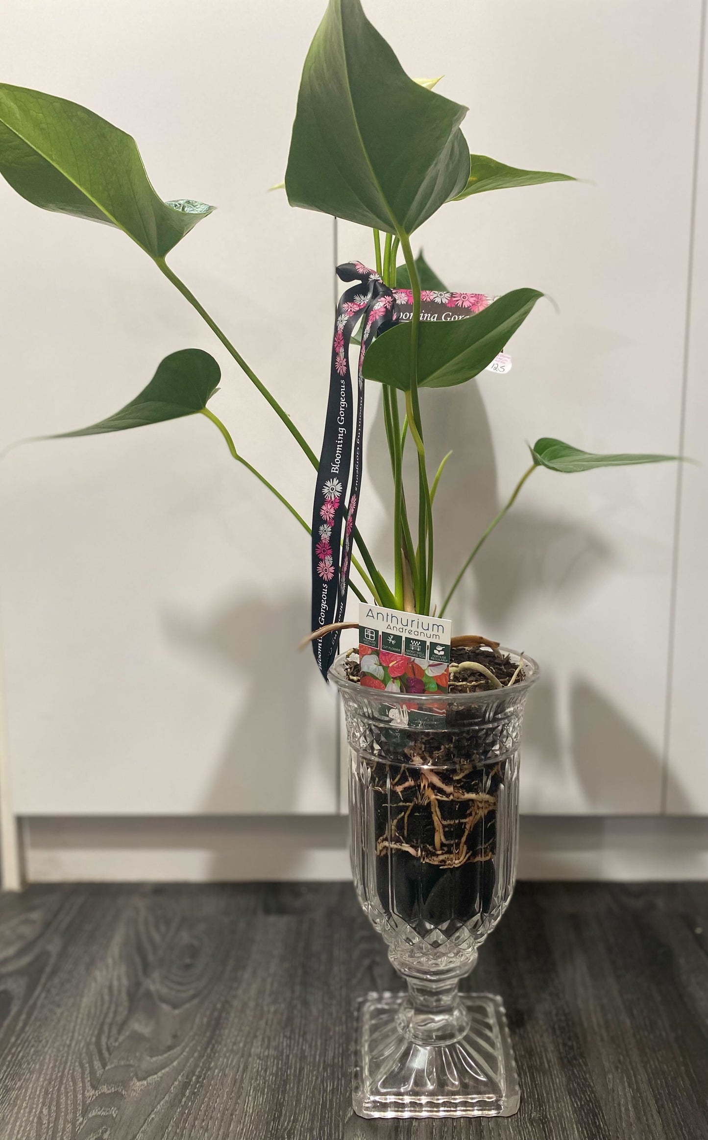 Anthurium plant product picture  black and white background black pot