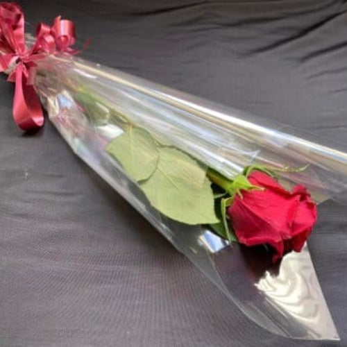 Single Rose Blooming Gorgeous 