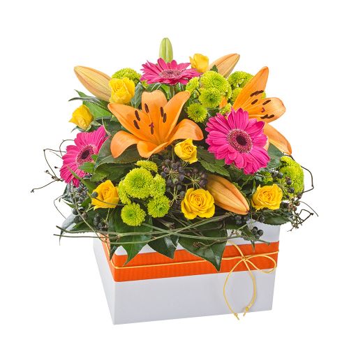 Fiesta - Blooming Gorgeous