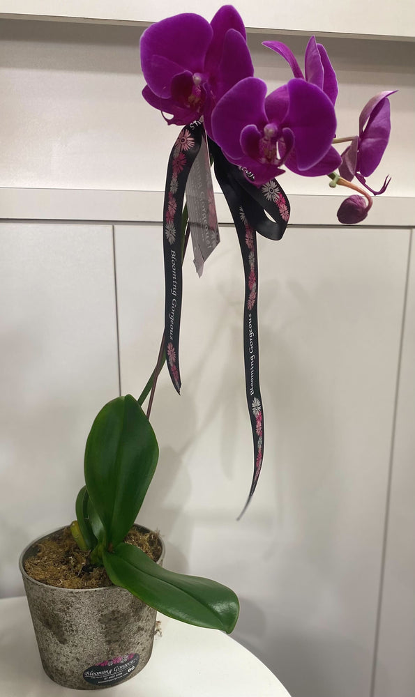 Orchid Phalaenopsis in a Glass fish bowl
