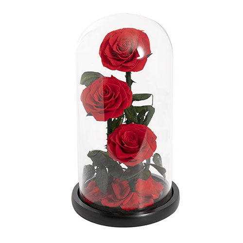 Preserved 3 Stem Rose Cloche Red (30x15cm)