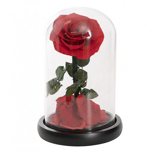 LED Preserved Single Stem Rose Cloche Red (12.3Wx20cmH)